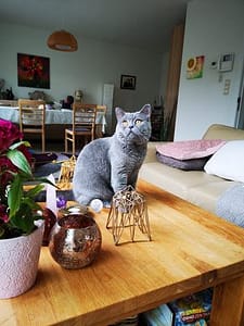 helper uit de dierenwereld helper uit de dierenwereld