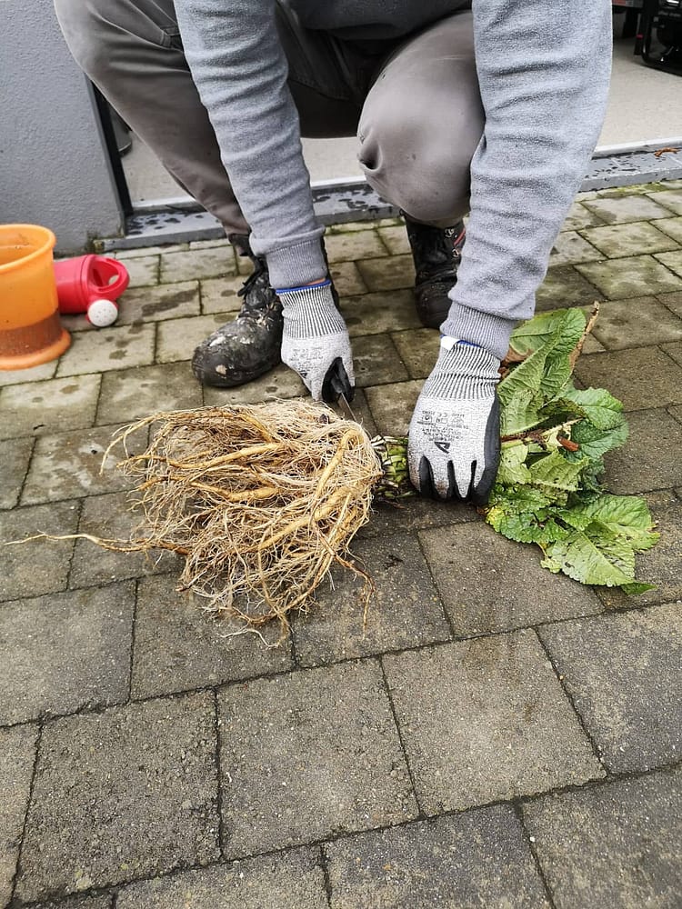 kaardebol het zuivermaken van de kaardebol